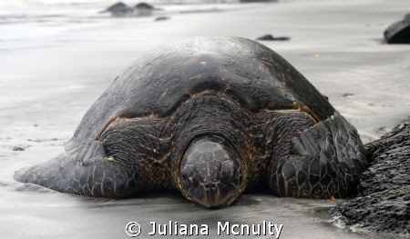 Hawaii. This was taken on the big island of Hawaii. It wa... by Juliana Mcnulty 