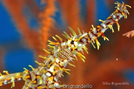 my favorite macro subjet by Gilles Brignardello 