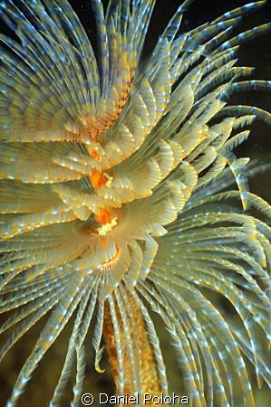 Fan worm from murky Browns Bay by Daniel Poloha 