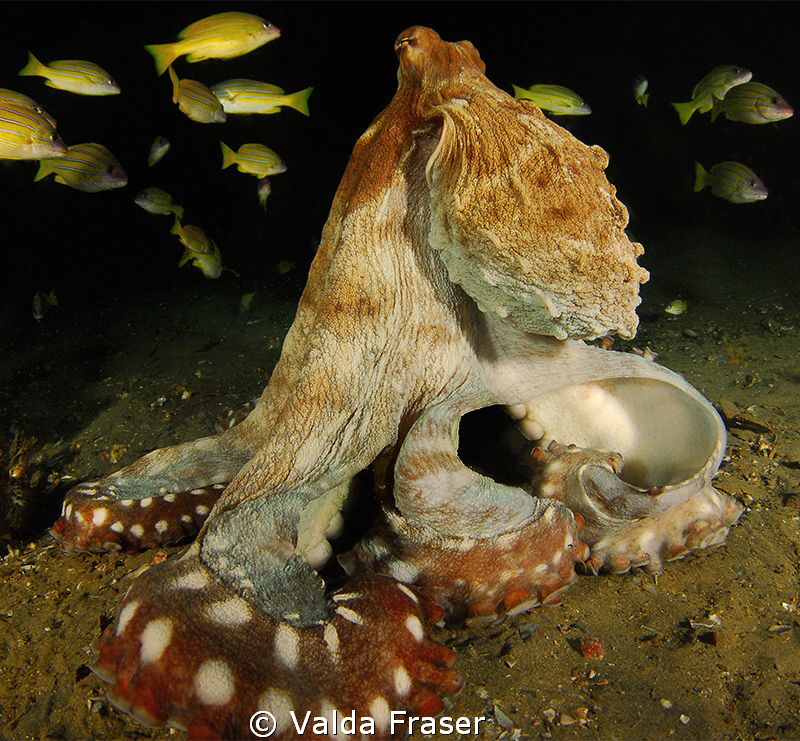 An octopus making itself look super scary to frighten me. by Valda Fraser 