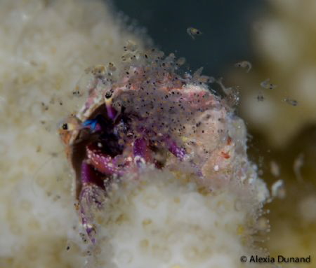 Hermit Crab releasing its larvae, night dive. f 6,3, ISO ... by Alexia Dunand 