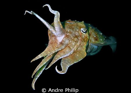cuttlefish by Andre Philip 