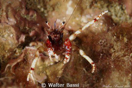 "The dancer" by Walter Bassi 