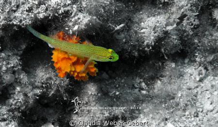 ...on my pillow by Claudia Weber-Gebert 