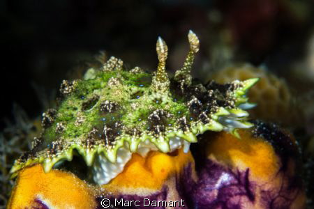 Underwtaer Flying Spaghetti Monster! This colourful littl... by Marc Damant 