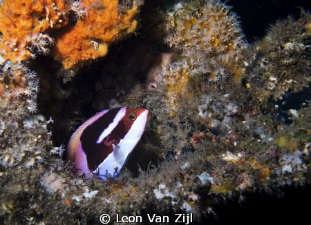 Taken on the Produce wreck, Aliwal Shoal S.A by Leon Van Zijl 