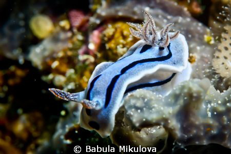 Nudi by Babula Mikulova 