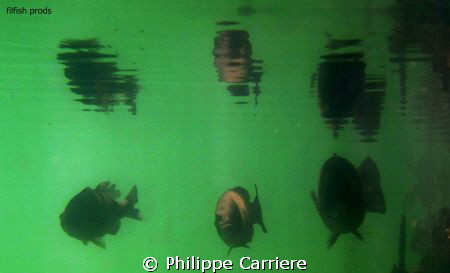 3 black bass and reflect near the shadow by Philippe Carriere 