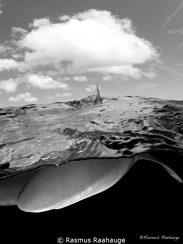 Oceanic snap, without the snap :-) by Rasmus Raahauge 