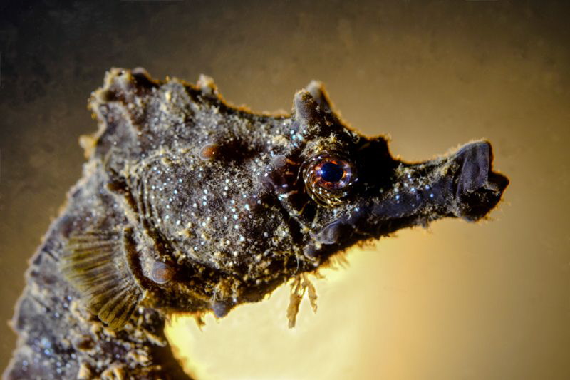 Med-Hyppo, 
nigh dive, backlight by Marco Gargiulo 