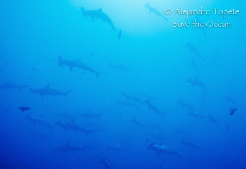 Hammerheads School, Isla Coco Costa Rica
Niconos V, 15 m... by Alejandro Topete 
