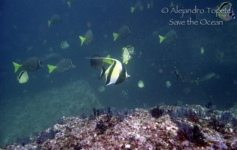 Morish Idol, Acapulco Mexico by Alejandro Topete 