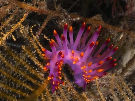 'Hands up!' from Lembeh. Taken with Olympus E-20 in Titan... by Istvan Juhasz 