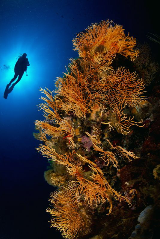 Mediterranean Sea Fan & Diver by Marco Gargiulo 