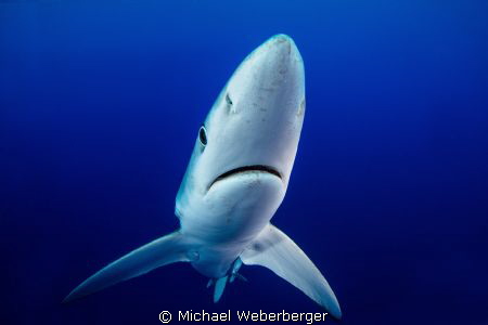 Blue Shark diving at Acores Bank whit https://www.faceboo... by Michael Weberberger 