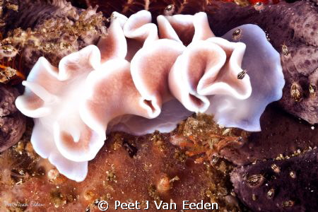 Taxi rank. Nanofolk waiting for a free ride on a frilled ... by Peet J Van Eeden 