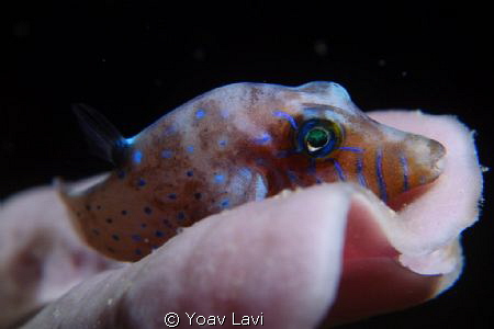 Canthigaster pygmaea by Yoav Lavi 