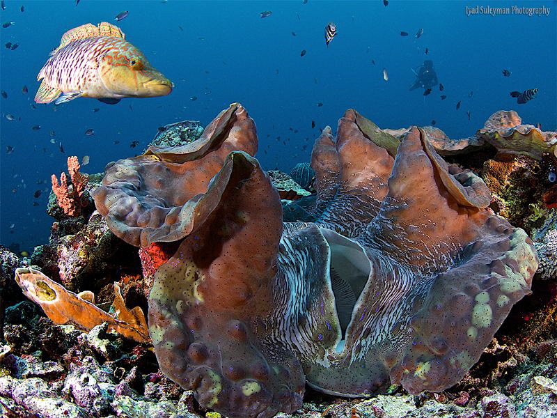 The live around  Giant Clam by Iyad Suleyman 