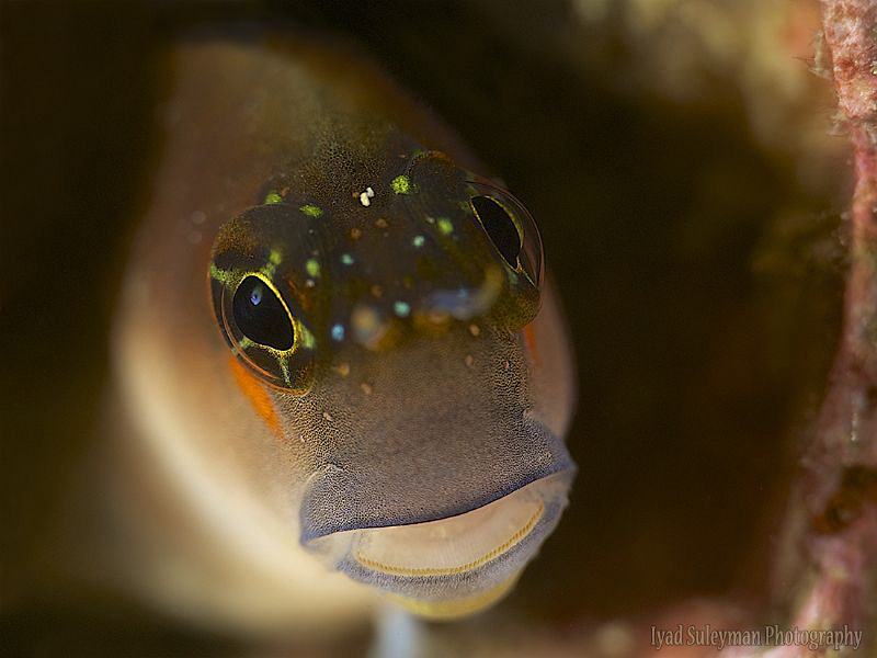 Blenny Portrait by Iyad Suleyman 