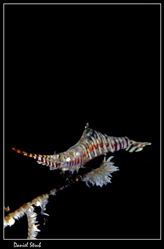Sawbladeshrimp :-D by Daniel Strub 