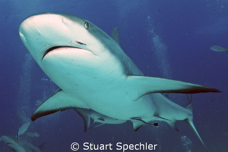 Underbelly of the beast.  Magnificent animal. by Stuart Spechler 