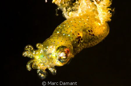 A newly born Squid that we followed around for ten minute... by Marc Damant 