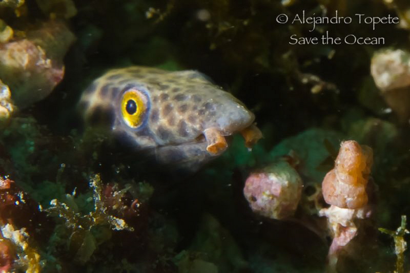 Sand Snake,Acapulco Mexico by Alejandro Topete 