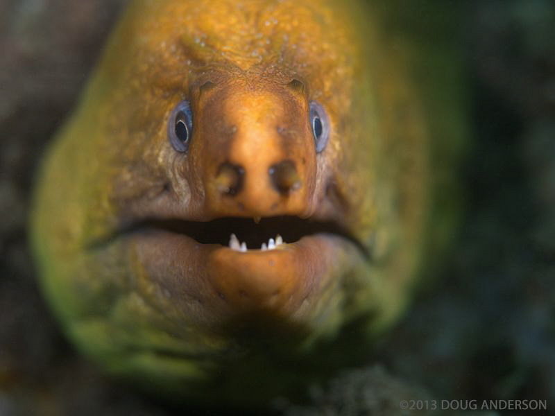 Green Moray, Chowder Bay by Doug Anderson 