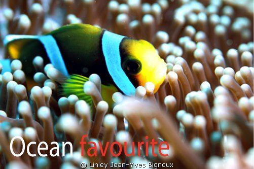 Clown fish .Mauritius -Grand Bay  Canon 7d Ilekelite hosi... by Linley Jean-Yves Bignoux 