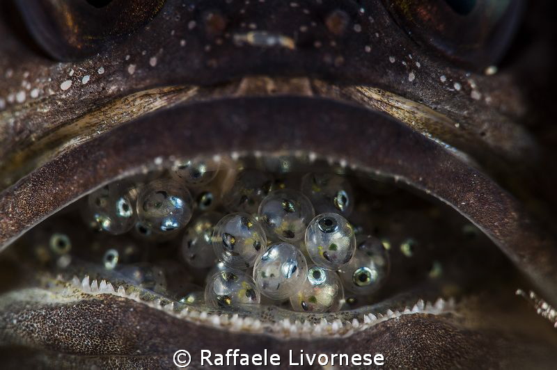 A new life is coming!!! by Raffaele Livornese 
