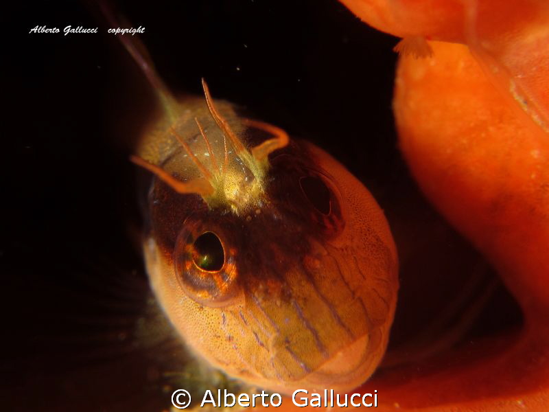 Parablennius rouxi by Alberto Gallucci 