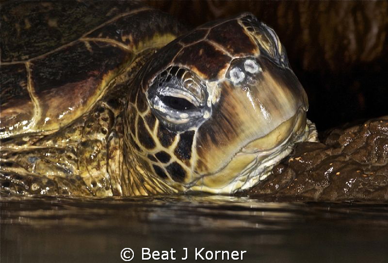 In a lava tube air bubble I surfaced to get a glimpse whe... by Beat J Korner 