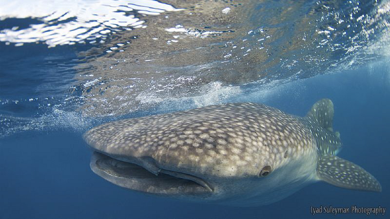 Whale shark by Iyad Suleyman 
