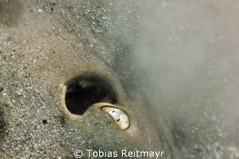 "Volcano", Cortez Round Stingray in Piedras Pintas, San C... by Tobias Reitmayr 
