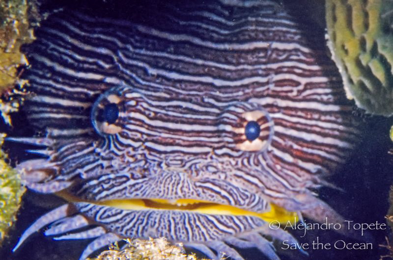 Splendid Toadfish with teeth, Cozumel México by Alejandro Topete 