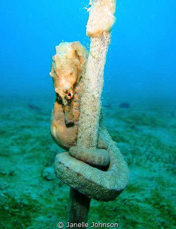 This photo was taken while on a Scallop Dive. The water w... by Janelle Johnson 