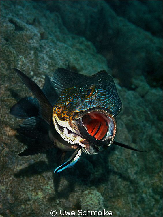Midnightsnapper needs cleaning.

Have fun watching. by Uwe Schmolke 