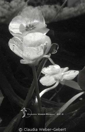 under the surface B&W by Claudia Weber-Gebert 