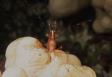 Northern or pink prawn.
Farne Islands, Northumberland.
... by Mark Thomas 