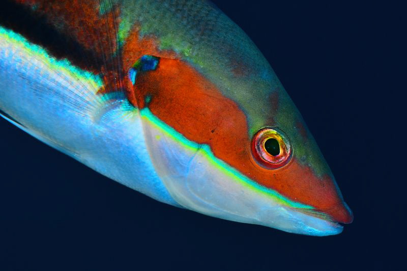 Coris juliis, male by Marco Gargiulo 