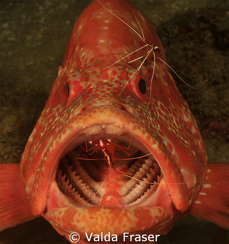 Tomato cod at a cleaning station. by Valda Fraser 