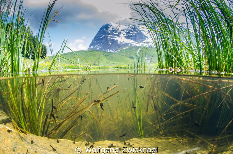 The Eiger North wall with a school of pollywogs - combini... by Wolfgang Zwicknagl 