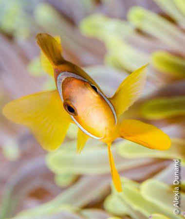 Found Nemo! 
 
Shot with Olympus E-PL5, Nauticam housin... by Alexia Dunand 