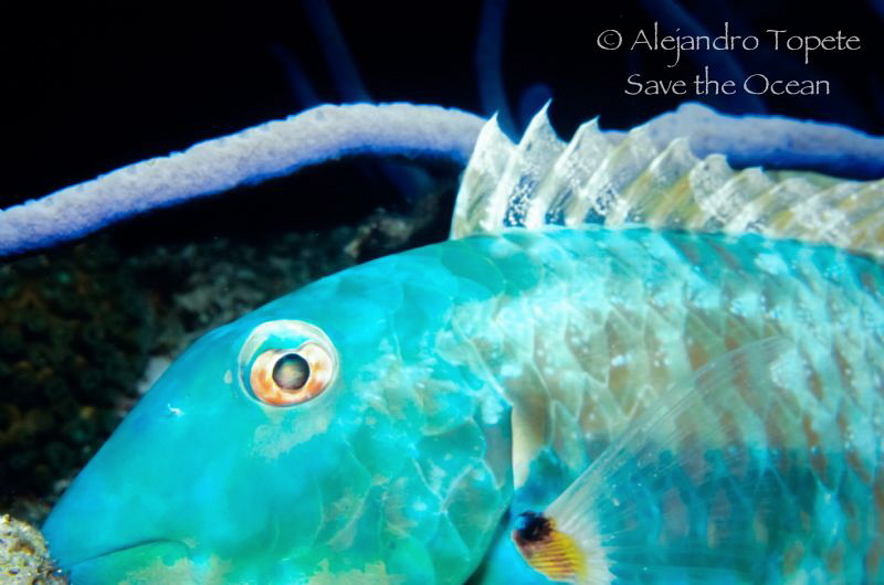 Blue Parrot  sleeping, Cozumel Mexico by Alejandro Topete 