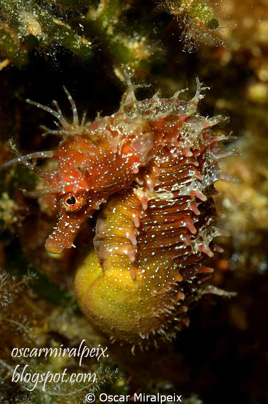 Pregnant  Mediterranean seahorse.
(Te la dedico WILLI, a... by Oscar Miralpeix 