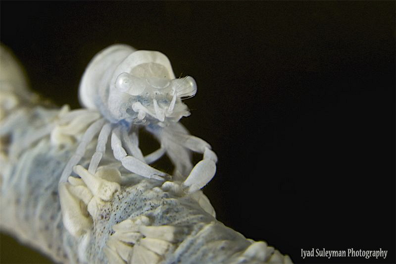 Whip Coral Shrimp by Iyad Suleyman 