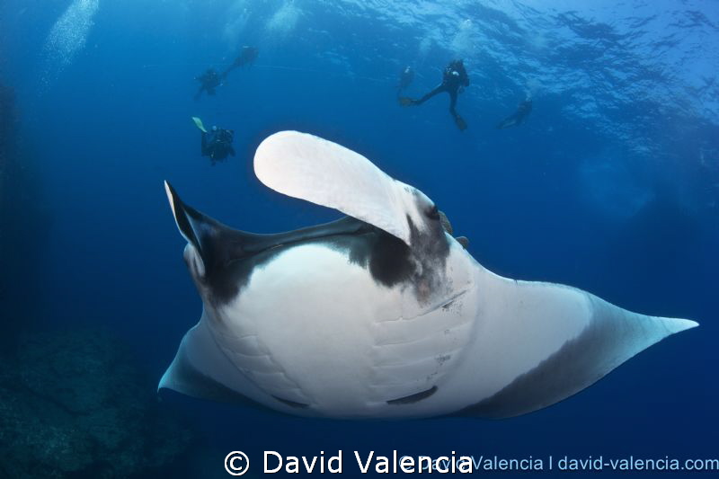 Giant Pacific Manta, Mexico. by David Valencia 