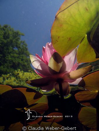 under the surface - freshwater waterlily by Claudia Weber-Gebert 