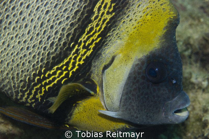 Cortez Angelfish, Eagle Rock, San Carlos, Sonora by Tobias Reitmayr 