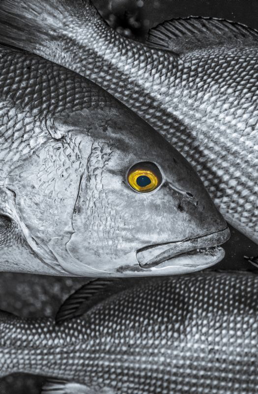 Bohar Snappers by Paul Colley 
